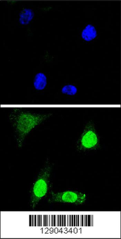 WDR70 Antibody (C-term)
