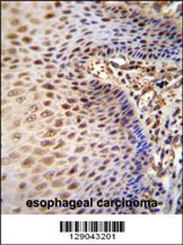 WDR70 Antibody (C-term)