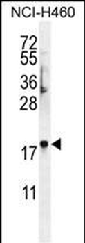 C4orf39 Antibody (C-term)