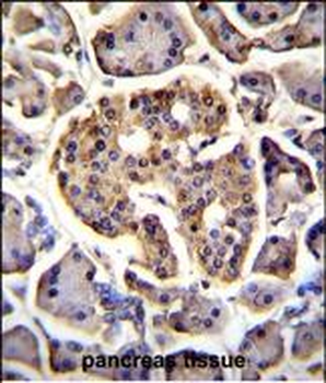 C4orf39 Antibody (C-term)