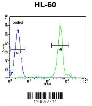 DPPA5 Antibody (N-term)