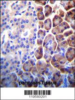 COPE Antibody (C-term)