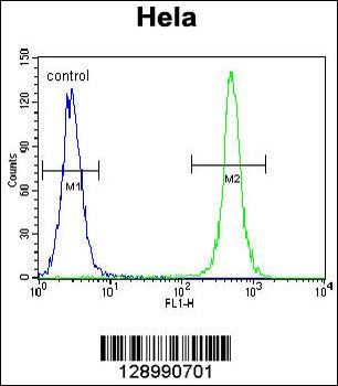 TSPYL6 Antibody (Center)
