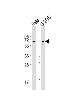 CLEC4F Antibody (C-term)