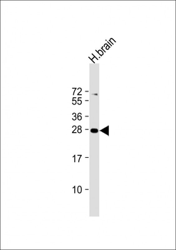 PLD6 Antibody (Center)
