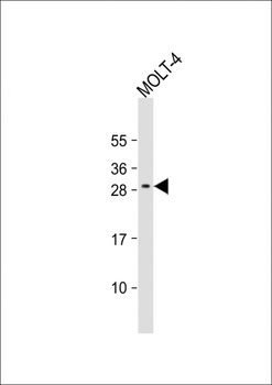 ALKBH6 Antibody (Center)