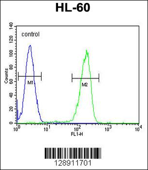 OR2F2 Antibody (C-term)