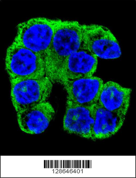 FA96A Antibody (C-term)