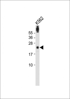 FA96A Antibody (C-term)