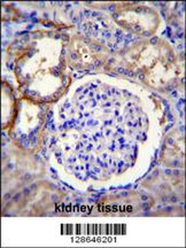 FA96A Antibody (C-term)