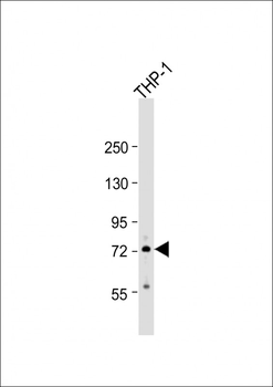 RNF19B Antibody (Center)