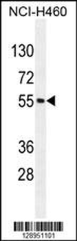 MIER2 Antibody (N-term)
