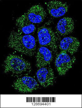 CL029 Antibody (N-term)