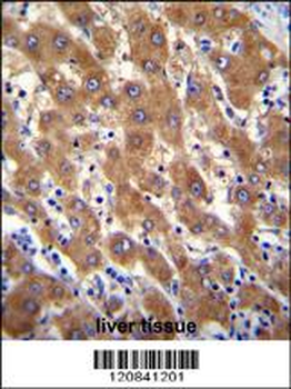 IRGM Antibody (C-term)