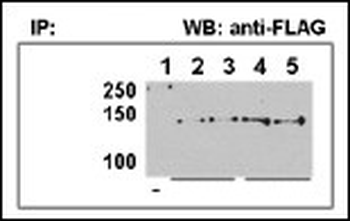 HDAC9 Antibody (N-term)