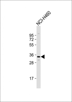 OR2Z1 Antibody (N-term)