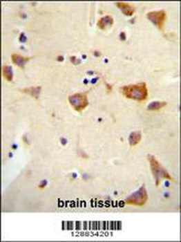 OR2Z1 Antibody (N-term)