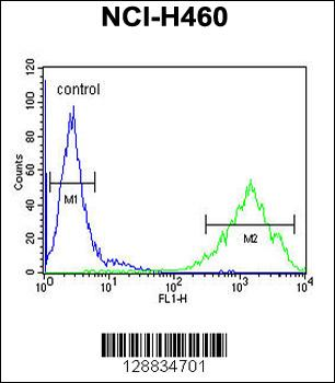 OR2Z1 Antibody (N-term)