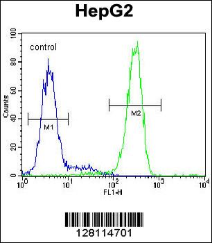 LRC40 Antibody (C-term)
