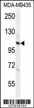 ZC3H3 Antibody (C-term)