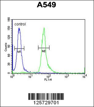 HEMK1 Antibody (C-term)