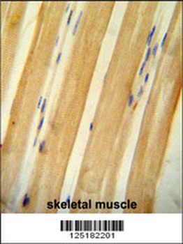 BCLAF1 Antibody (C-term)