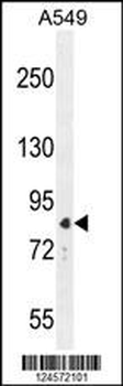 ANAPC5 Antibody (Center)