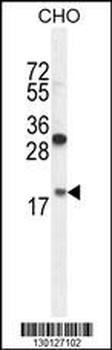 RPL27A Antibody (C-term)