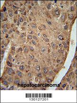 RPL27A Antibody (C-term)
