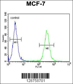 NKPD1 Antibody (C-term)