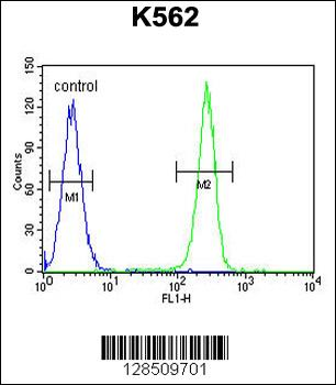 OR52D1 Antibody (C-term)