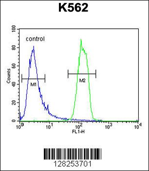 OR2M3 Antibody (C-term)