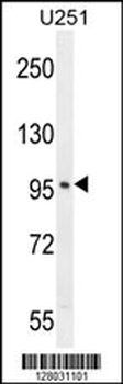 SOBP Antibody (C-term)