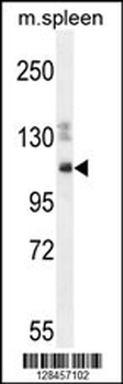 SYNE3 Antibody (C-term)