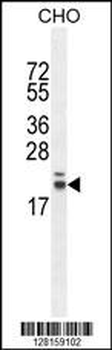 RN185 Antibody (Center)
