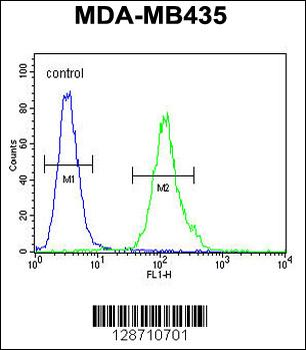 M4A4A Antibody (N-term)