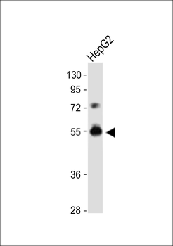DPEP3 Antibody (C-term)