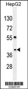 SEC13 Antibody (Center)