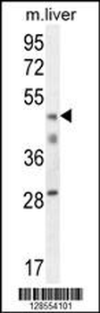 H2AFY2 Antibody (N-term)