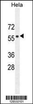 FBXW8 Antibody (Center)