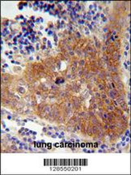 FBXW8 Antibody (Center)