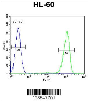 ENTPD3 Antibody (C-term)