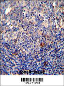 BCL10 Antibody (N-term)