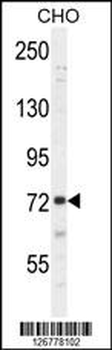 SORBS1 Antibody (Center)