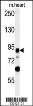 LRRC36 Antibody (N-term)