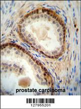 NUDT8 Antibody (N-term)