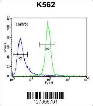OR52A1 Antibody (C-term)