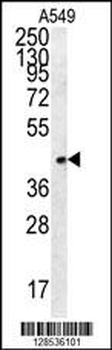 FSTL1 Antibody (C-term)