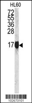 Histone H3 Antibody (S10)