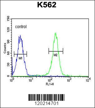 PAX1 Antibody (C-term)
